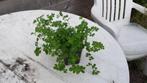Tuinplanten, Tuin en Terras, Planten | Tuinplanten, Volle zon, Vaste plant, Zomer, Ophalen