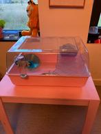 knaagdierenkooi / hamster& muizenkooi, Dieren en Toebehoren, Knaagdieren, September, Meerdere dieren, Muis