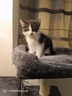 Britse kitten, Dieren en Toebehoren, Poes, 0 tot 2 jaar