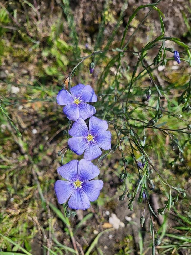 Zaden Linum, Tuin en Terras, Bloembollen en Zaden, Volle zon, Verzenden