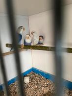 3 Fischerie’s violetten van 5 maanden oud 50,00 samen, Dieren en Toebehoren, Vogels | Parkieten en Papegaaien, Meerdere dieren