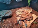 Australische Blauwtong Skink - Tiliqua Scincoides Intermedia, Dieren en Toebehoren, Hagedis, Tam, 0 tot 2 jaar