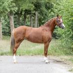 Prachtige C pony, Dieren en Toebehoren, Merrie, 3 tot 6 jaar