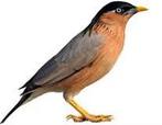 Pagode spreeuw man, Dieren en Toebehoren, Vogels | Overige Vogels, Mannelijk