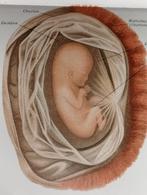 Oude Litho Anatomie Biologie 1895, Ophalen of Verzenden, Natuur en Biologie