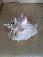 Vintage Roze Vleugelhoorn Schelp - 30cm, Ophalen of Verzenden
