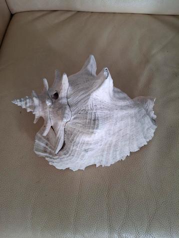 Vintage Roze Vleugelhoorn Schelp - 30cm beschikbaar voor biedingen
