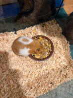 Mooie goudhamster ca. 1 jaar, Dieren en Toebehoren, Knaagdieren, Oktober, Mannelijk, Hamster