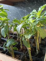 Zalmkleurige Brugmansia., Ophalen of Verzenden, Volle zon