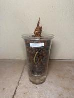 Anthurium silver blush rhizome, Ophalen of Verzenden, Zo goed als nieuw