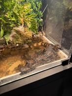 Kaaiman krokodil, Dieren en Toebehoren, Reptielen en Amfibieën | Toebehoren, Ophalen of Verzenden, Zo goed als nieuw