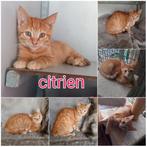 Diverse nieuwe kittens en katten, geënt,gechipt,gecastreerd., Dieren en Toebehoren, Katten en Kittens | Overige Katten, Kater