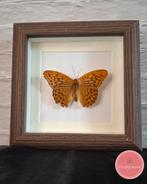 Keizermantel (Argynnis paphia) vlinder – koninklijke warmte, Ophalen of Verzenden, Zo goed als nieuw, Insect, Opgezet dier