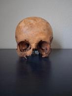 Menselijke schedel, Ophalen of Verzenden, Gebruikt