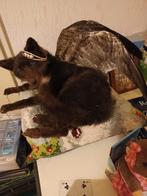 Opgezette vosje vleugels en het is alleen ophalen, Ophalen, Zo goed als nieuw, Wild dier, Opgezet dier