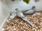 Koppel pastel gezoomd diamantduiven (brilliant), Dieren en Toebehoren, Vogels | Duiven, Meerdere dieren, Overige soorten