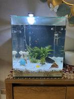 Fish Tank - Acqurium, Ophalen, Gebruikt, Leeg aquarium