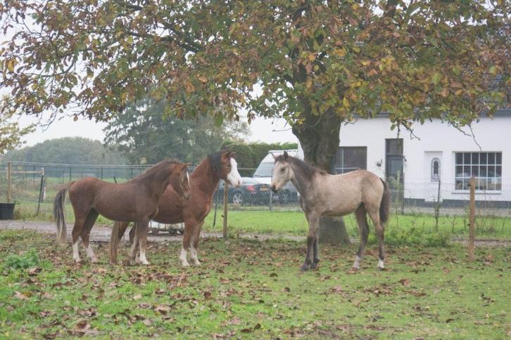 Schetlander spullen gezocht, Dieren en Toebehoren, Paarden en Pony's | Hoofdstellen en Tuigage, Zo goed als nieuw, Overige soorten