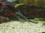 Algeneter Sluierstaart (ancistrus), Dieren en Toebehoren, Vissen | Aquariumvissen
