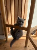 Britse korthaar kittens blauw- zilver kleur!, Meerdere dieren, 0 tot 2 jaar