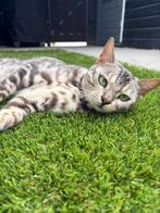 Lieve poes tijger (bengaal), Dieren en Toebehoren, Katten en Kittens | Raskatten | Korthaar, Poes, Gechipt, 3 tot 5 jaar
