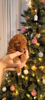 Toy poedel puppies, Dieren en Toebehoren, Honden | Chihuahua's en Gezelschapshonden, Poedel, 8 tot 15 weken, Geslacht onbekend