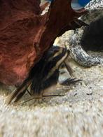 Platydoras costatus - gestreepte doornmeerval, Vis, Zoetwatervis