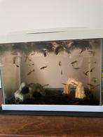 Super Fish aquarium klein inclusief extra’s, Dieren en Toebehoren, Vissen | Aquaria en Toebehoren, Ophalen, Zo goed als nieuw