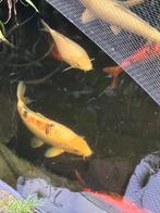 Koi Taisho sanke 55 cm, Dieren en Toebehoren, Vissen | Vijvervissen, Karper of Koi