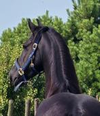 Friese Ster Sport (Z1+6) merrie te koop, Merrie, Z, Gechipt, Dressuurpaard