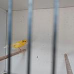 Kanarie s te koop, Dieren en Toebehoren, Vogels | Overige Vogels, Meerdere dieren, Tropenvogel