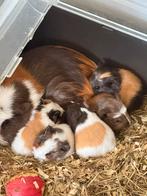 Cavia’s 2 broertjes koppel moeder dochter koppel, Dieren en Toebehoren, Cavia, Augustus, Meerdere dieren, Tam
