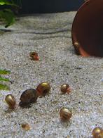 Posthoornslakken, Dieren en Toebehoren, Vissen | Aquariumvissen, Slak of Weekdier