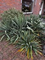 Yucca’s voor buiten, Tuin en Terras, Planten | Tuinplanten, Ophalen, Vaste plant, Overige soorten, Volle zon