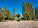 Aangeboden: stal, paddock en weide (nabij Aalsmeer), Dieren en Toebehoren, Stalling en Weidegang