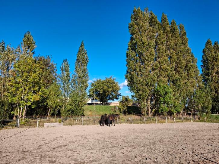 Aangeboden: stal, paddock en weide (nabij Aalsmeer), Dieren en Toebehoren, Stalling en Weidegang