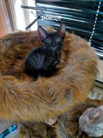 Cornish rex kittens kittens zoeken een gouden mandje, Dieren en Toebehoren, Katten en Kittens | Overige Katten, Meerdere dieren