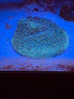 Grote Fungia plaatkoraal