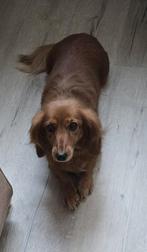 Teckel langharig 9 jaar oud, 6 jaar of ouder, Overige rassen, Teef, Eén hond