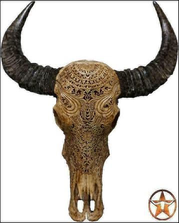 schedel, longhorn, insecten,vachten, decoratie beschikbaar voor biedingen