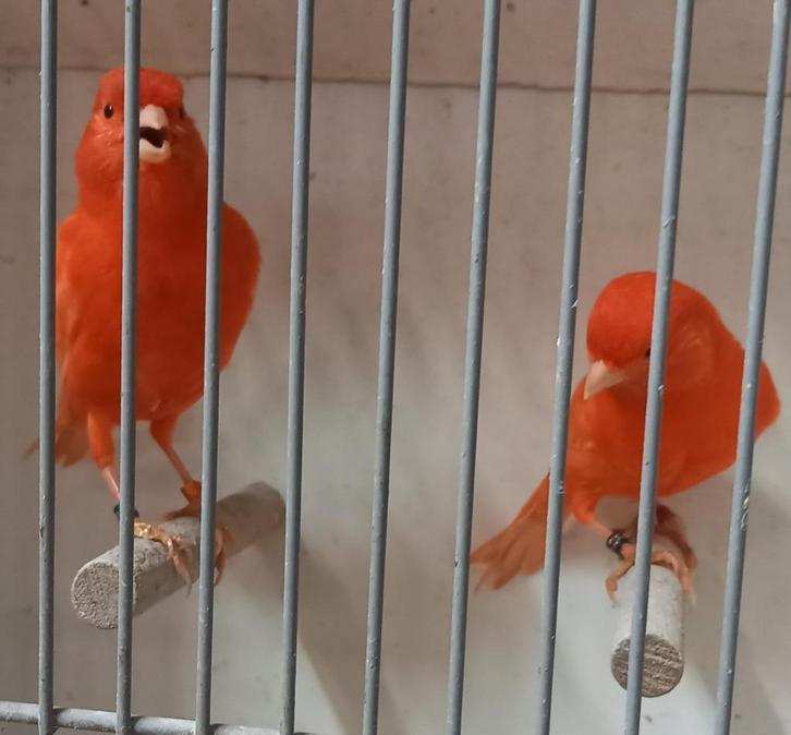 kanaries, Dieren en Toebehoren, Vogels | Kanaries, Kleurkanarie, Meerdere dieren