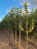 Corylus colorna boomhazelaar / Turkse hazelaar, Ophalen, Overige soorten, 250 tot 400 cm