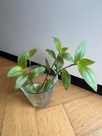 🌱 Vaderplant Trandescantia green hill gewortelde stekjes, Bloeiende kamerplant, Ophalen, Halfschaduw, Minder dan 100 cm