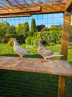 Jonge postduiven duiven, Meerdere dieren, Postduif