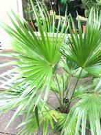 Livistona, waaierpalm, Ophalen, 100 tot 150 cm, Palm, Halfschaduw