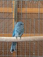Blauwe Stanley rosella's 2025 Limburg België, Dieren en Toebehoren, Meerdere dieren, Parkiet, Geringd