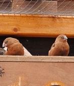 Koppel Japanse meeuwtjes, Meerdere dieren