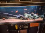 Malawi vissen, Dieren en Toebehoren, Vissen | Aquariumvissen, Vis