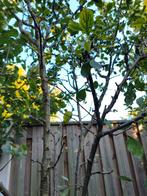 Prunus domestica 'Opal' Pruimenboom - 3m, Ophalen, Lente, 250 tot 400 cm, Pruimenboom