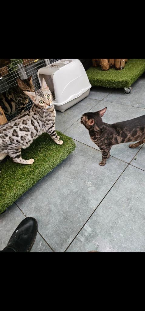 Prachtige Bengaal Dames Zoeken Samen een Nieuw Thuis, Dieren en Toebehoren, Katten en Kittens | Raskatten | Korthaar, Poes, 0 tot 2 jaar